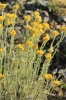 Helichrysum stoechas ?