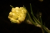 Helichrysum stoechas (L.) Moench