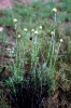 Helichrysum stoechas (L.) Moench