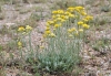 Helichrysum stoechas (L.) Moench