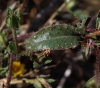 Helminthotheca echioides (L.) Holub