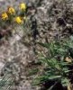 Hieracium cordifolium