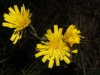 Hieracium sp.