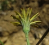 Hypochaeris radicata L.