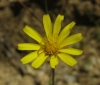 Hypochaeris radicata L.