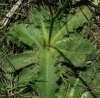 Hypochaeris radicata L.