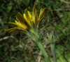 Hypochaeris radicata L.