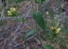 Inula conyzae (Griess.) DC.