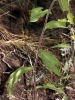 Inula conyzae (Griess.) DC.