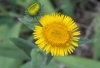 Inula helenioides DC.