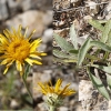 Inula montana L.