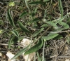 Inula montana L.