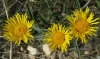 Inula montana L.