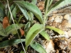 Inula montana L.