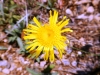 Inula montana L.