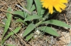 Inula montana L.