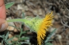 Inula montana L.