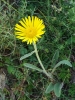 Inula montana L.