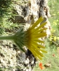 Inula montana L.