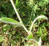 Inula montana L.