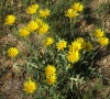 Inula montana L.