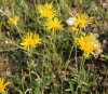 Inula montana L.