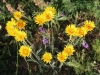 Inula montana L.