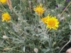 Inula montana L.