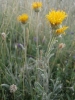 Inula montana L.