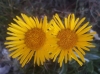 Inula montana L.