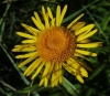 Inula salicina L.