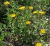 Inula salicina L.