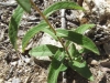 Inula salicina L.