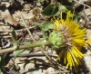 Inula salicina L.