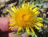 Inula salicina L.