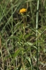 Inula salicina L.