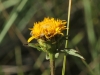 Inula salicina L.