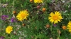 Inula salicina L.