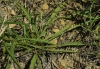 Jasonia tuberosa (L.) DC.