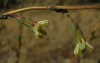 Lactuca serriola L.