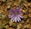 Lactuca tenerrima 1/3