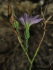 Lactuca tenerrima Pourr.