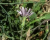 Lactuca tenerrima Pourr.