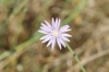 Lactuca tenerrima Pourr.