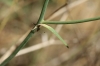 Lactuca tenerrima Pourr.