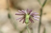 Lactuca tenerrima Pourr.