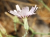 Lactuca tenerrima Pourr.