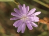 Lactuca tenerrima Pourr.