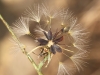 Lactuca tenerrima Pourr.