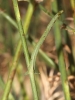 Lactuca tenerrima Pourr.